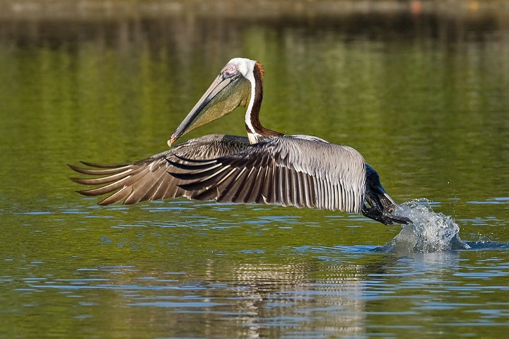 Brauner Pelikan Pelecanus occidentalis Brown Pelican